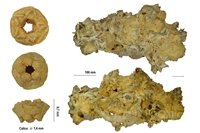 Calice de Millericrinus horridus